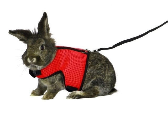 Leash Harness for Rabbit