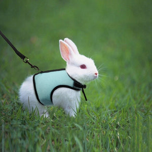 Leash Harness for Rabbit